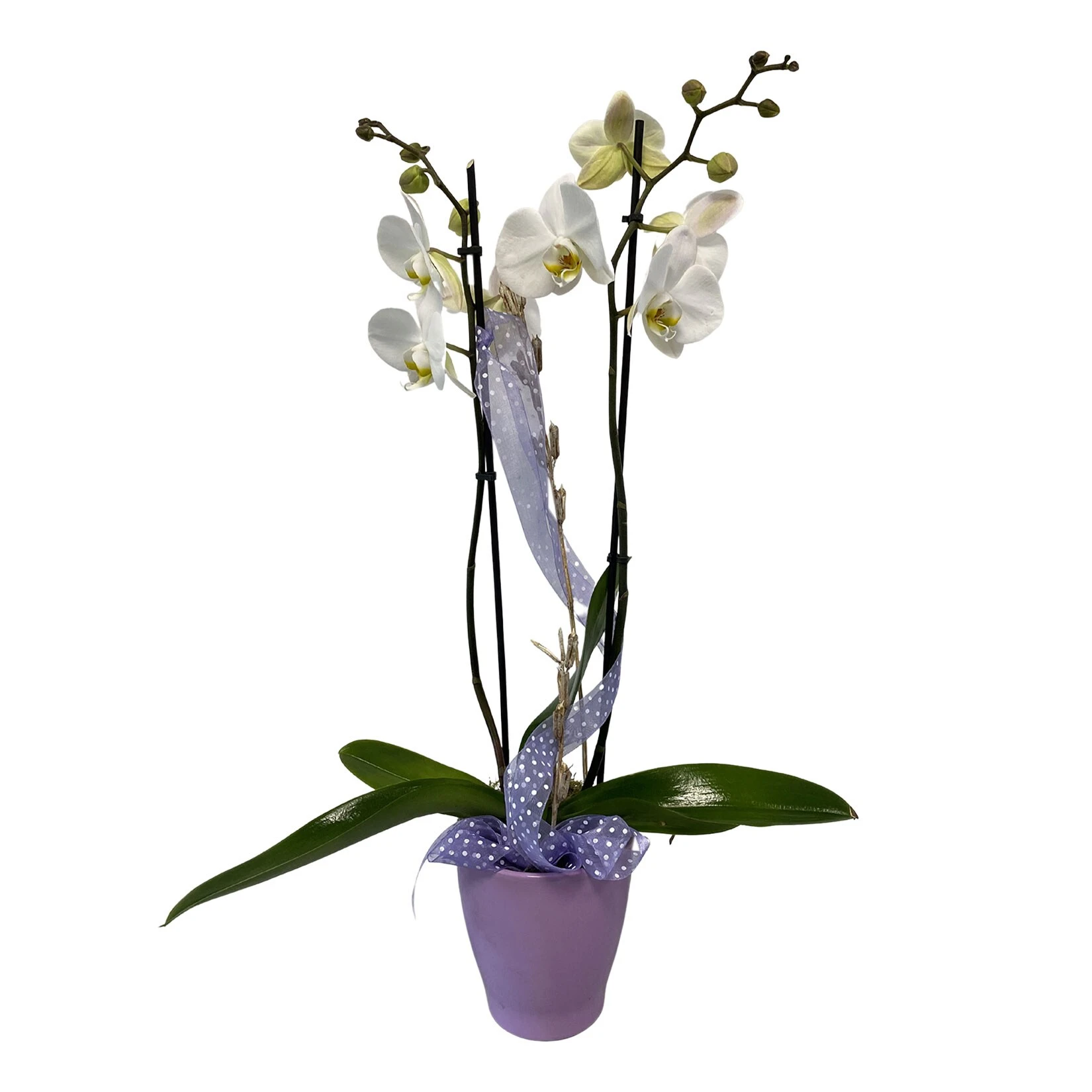 Phalaenopsis Orchidee 2er Trieb Mit Topf Und Deko, 1 Pflanze