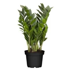 Zamioculcas Zamiifolia, 1 Pflanze