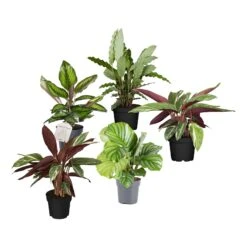 Calathea, Verschiedene Sorten, 2er Set