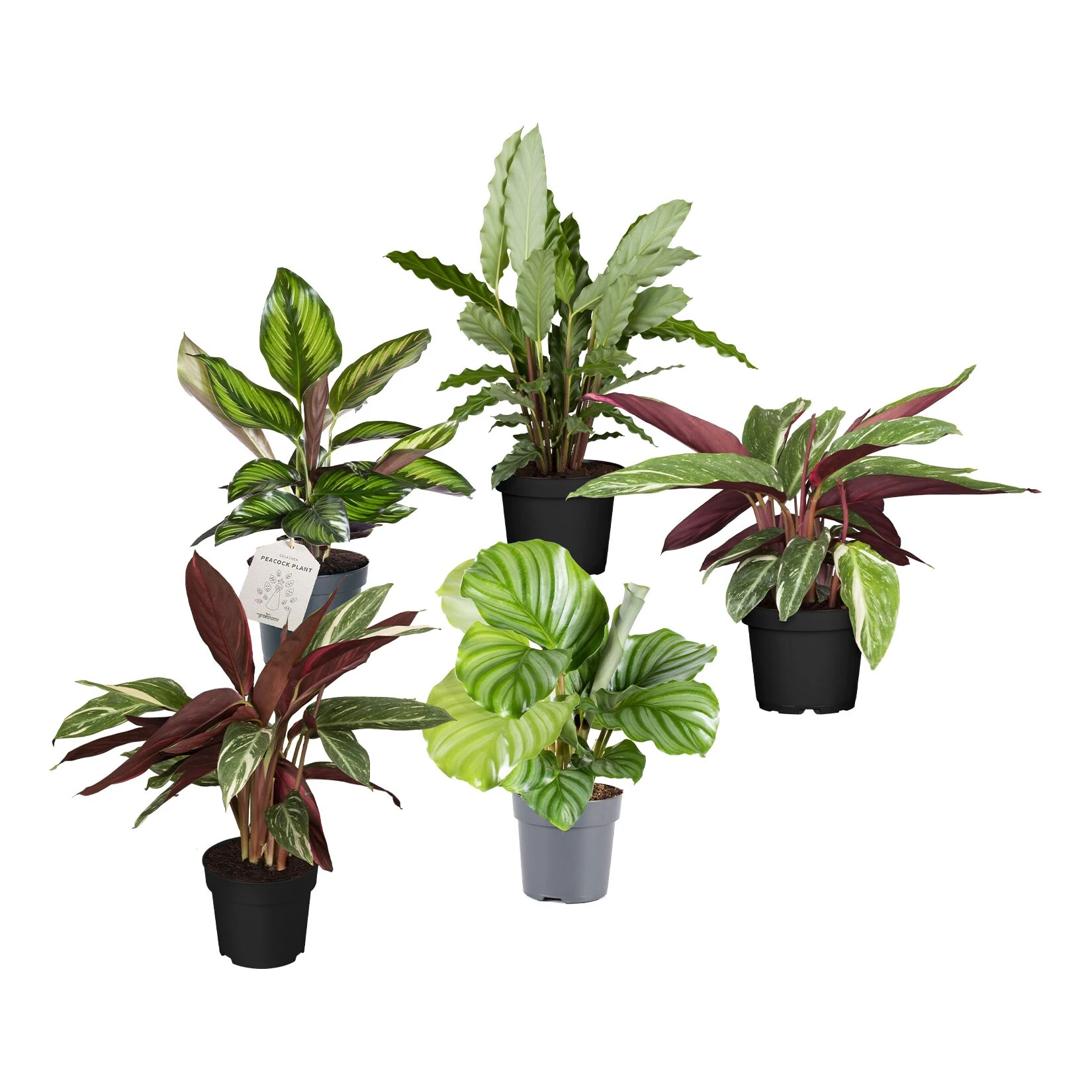 Calathea, Verschiedene Sorten, 2er Set