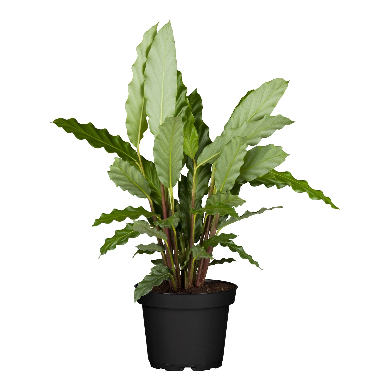 Calathea, Verschiedene Sorten, 2er Set - Image 2