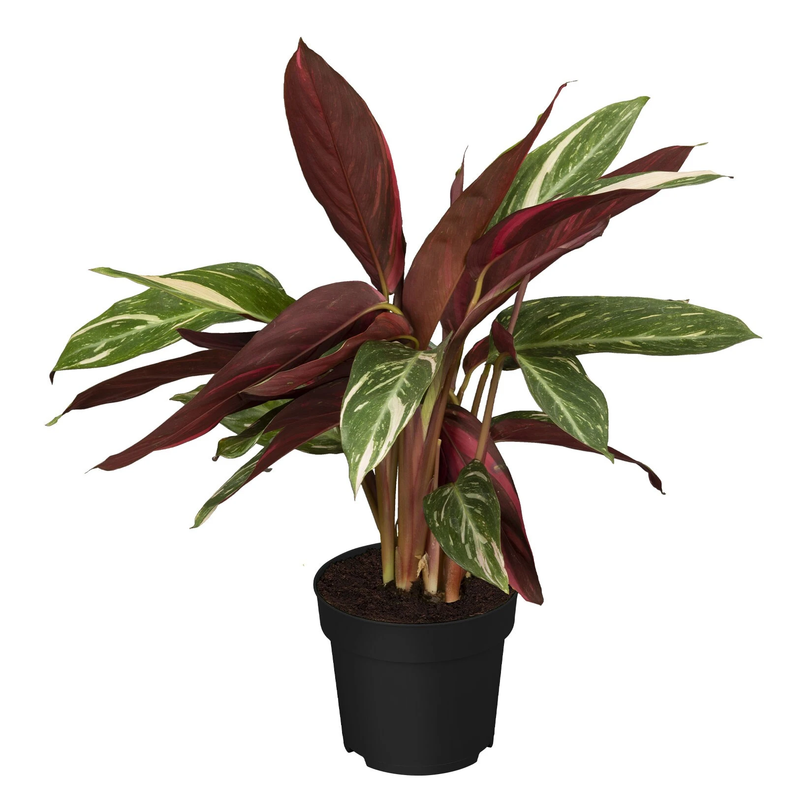 Calathea, Verschiedene Sorten, 2er Set - Image 3