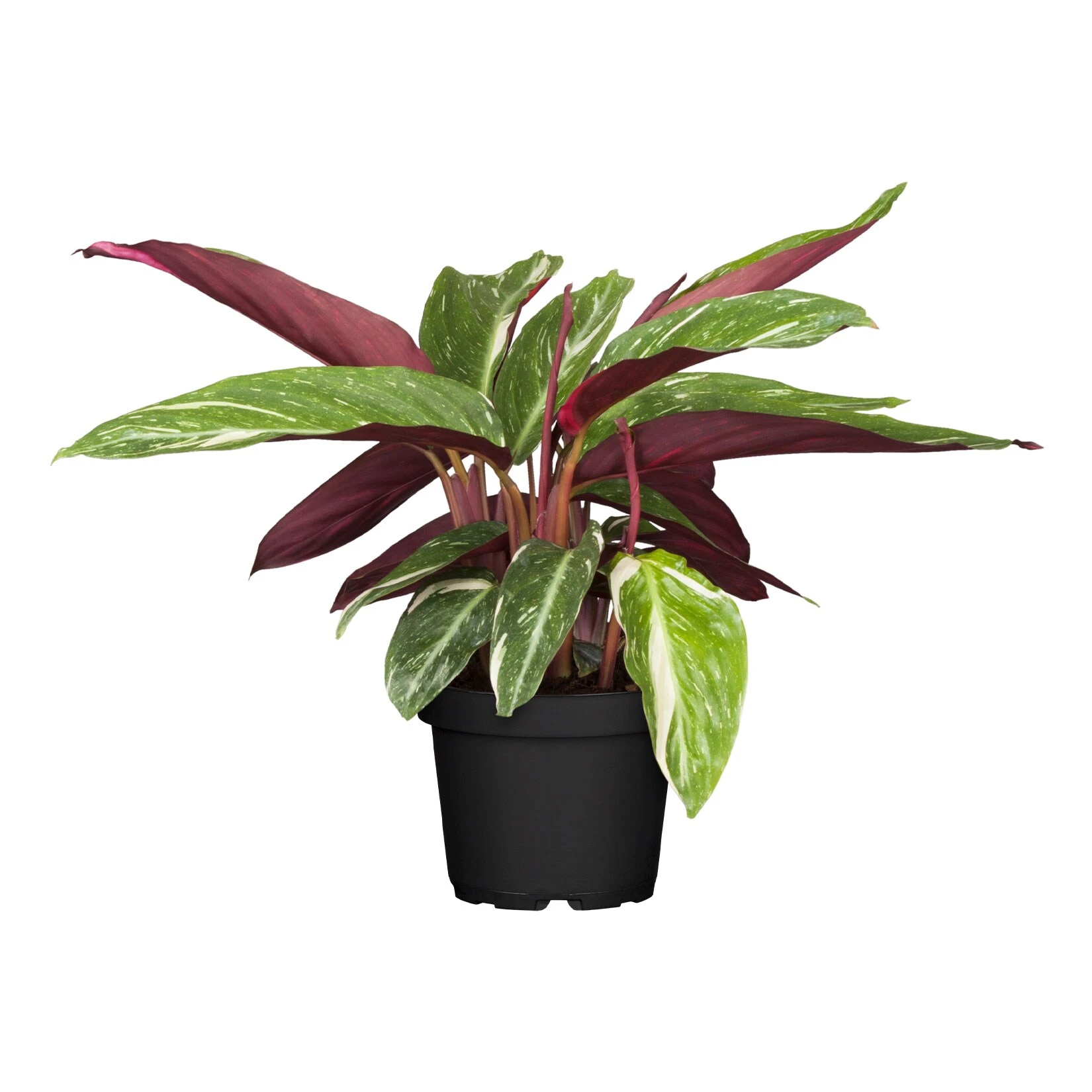 Calathea, Verschiedene Sorten, 2er Set - Image 4