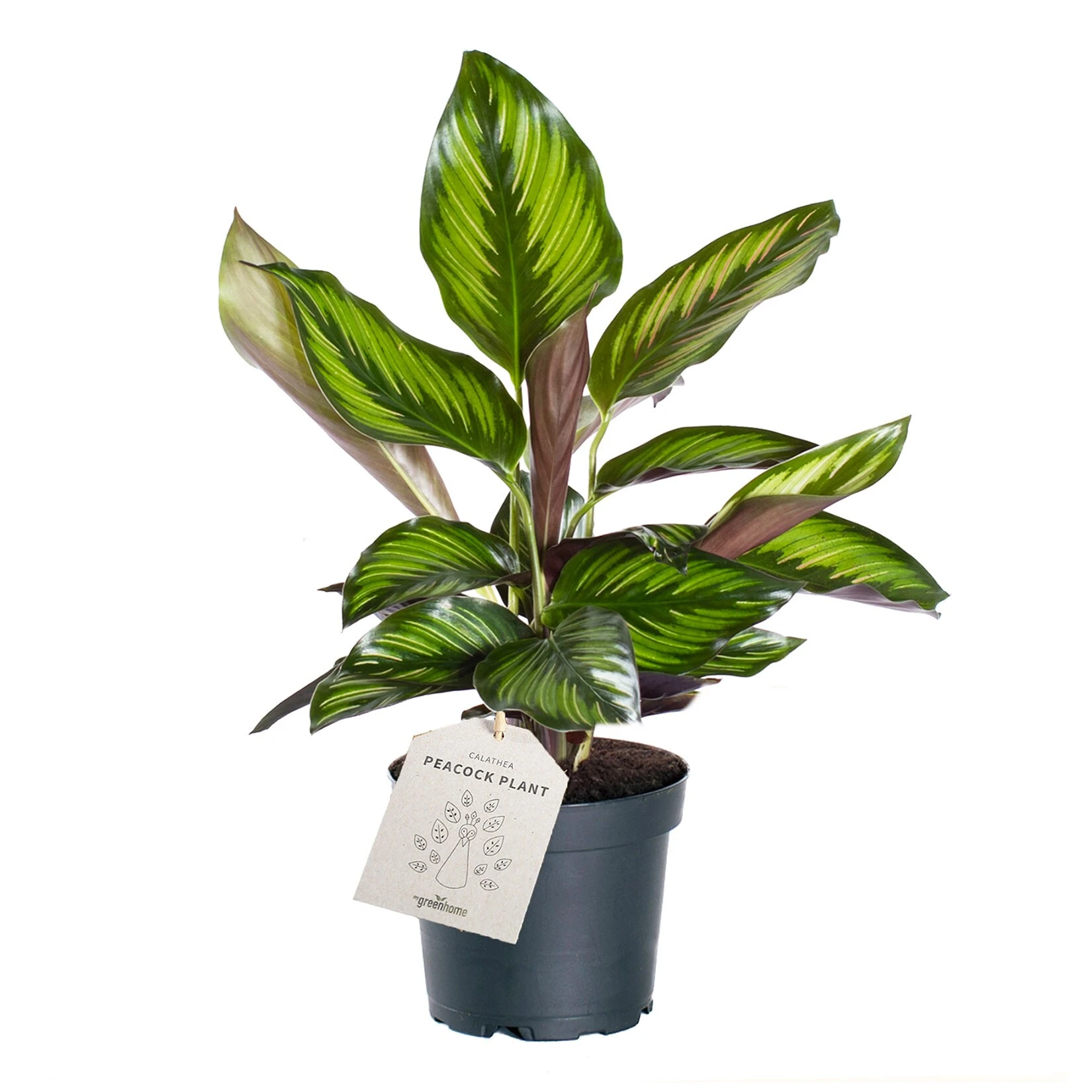 Calathea, Verschiedene Sorten, 2er Set - Image 5