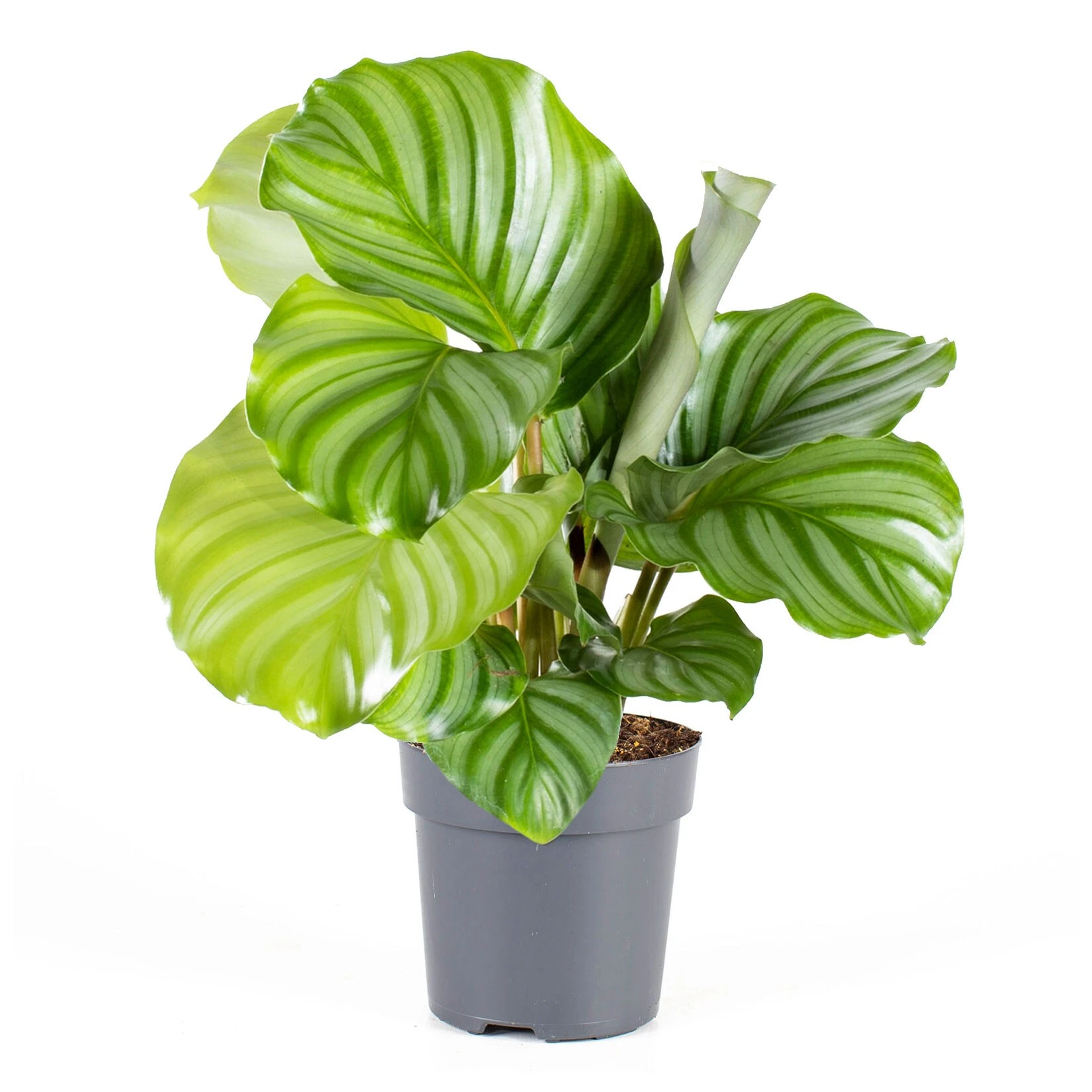 Calathea, Verschiedene Sorten, 2er Set - Image 6